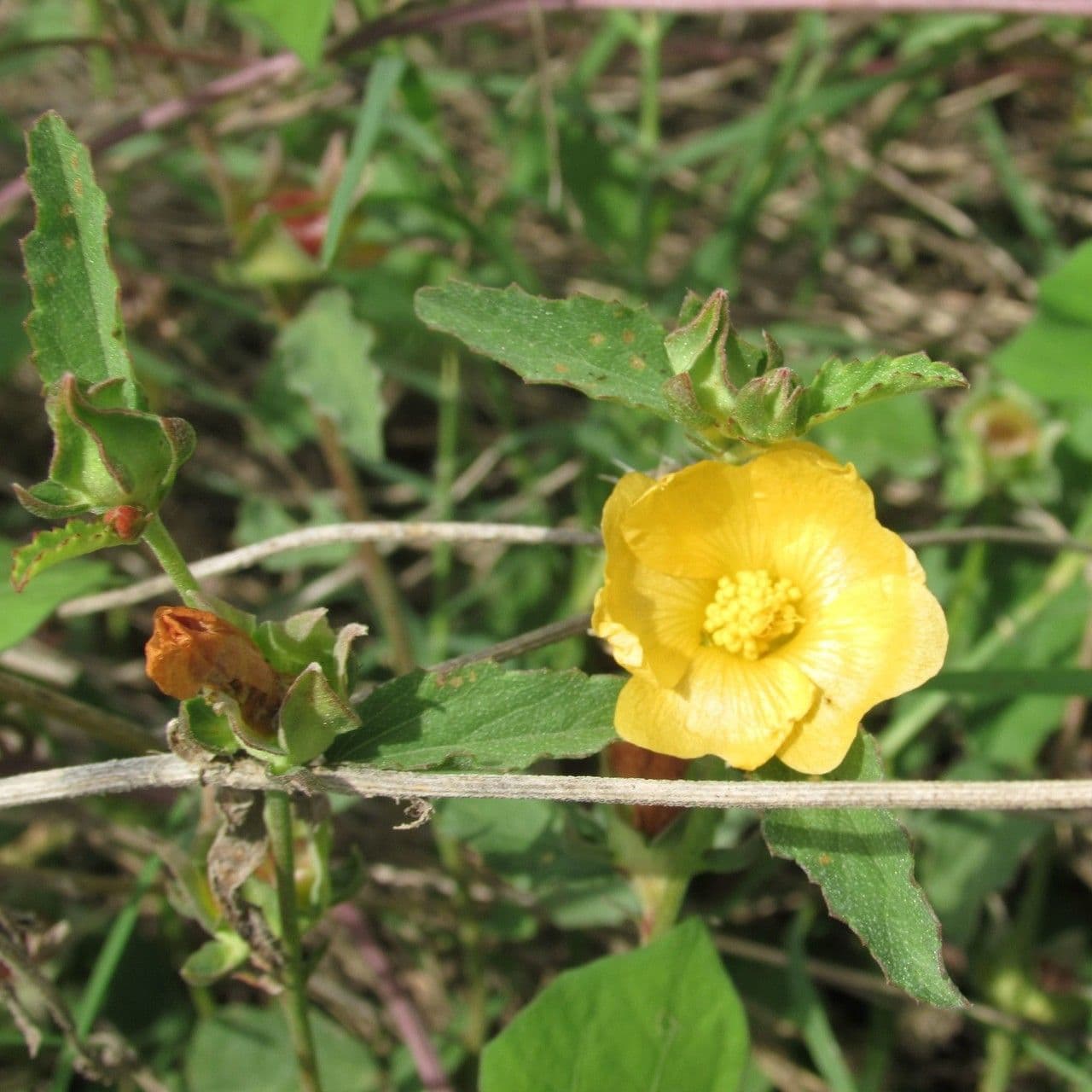 Malvastrum aurantiacum 2