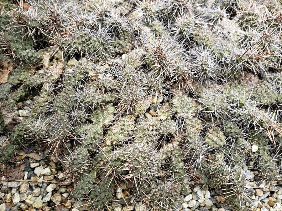 Nopal 7