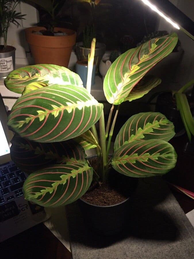 Maranta 8