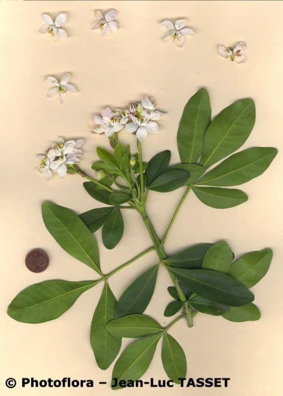 Choisya ternata 29