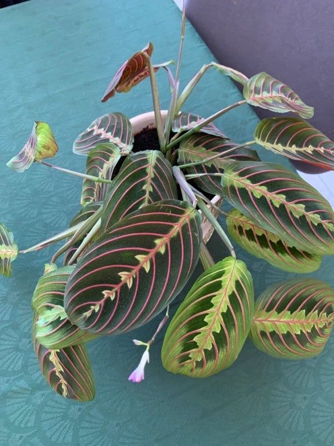 Maranta 4