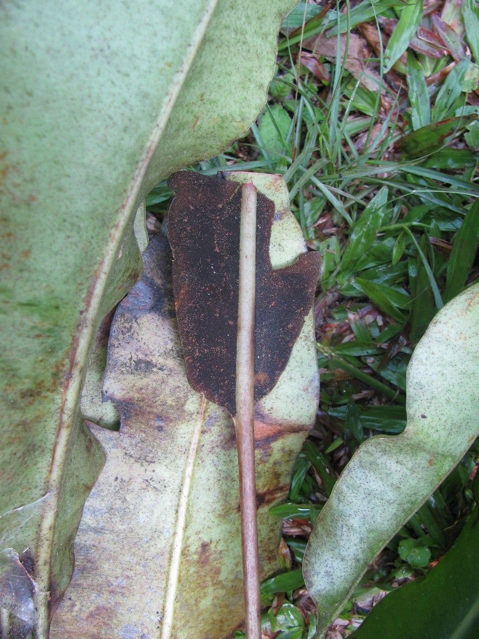 Elaphoglossum 8