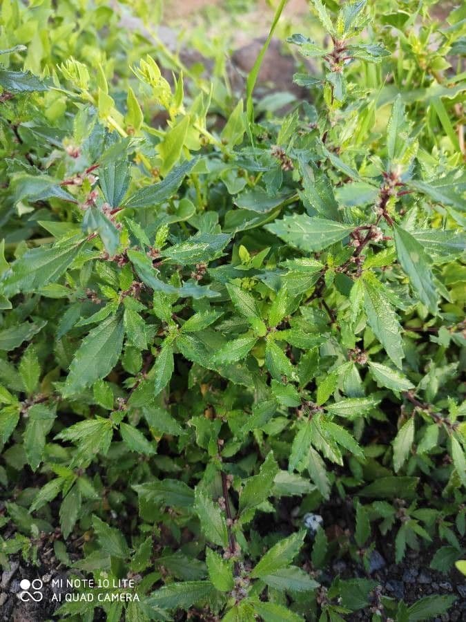 Forsskaolea 12