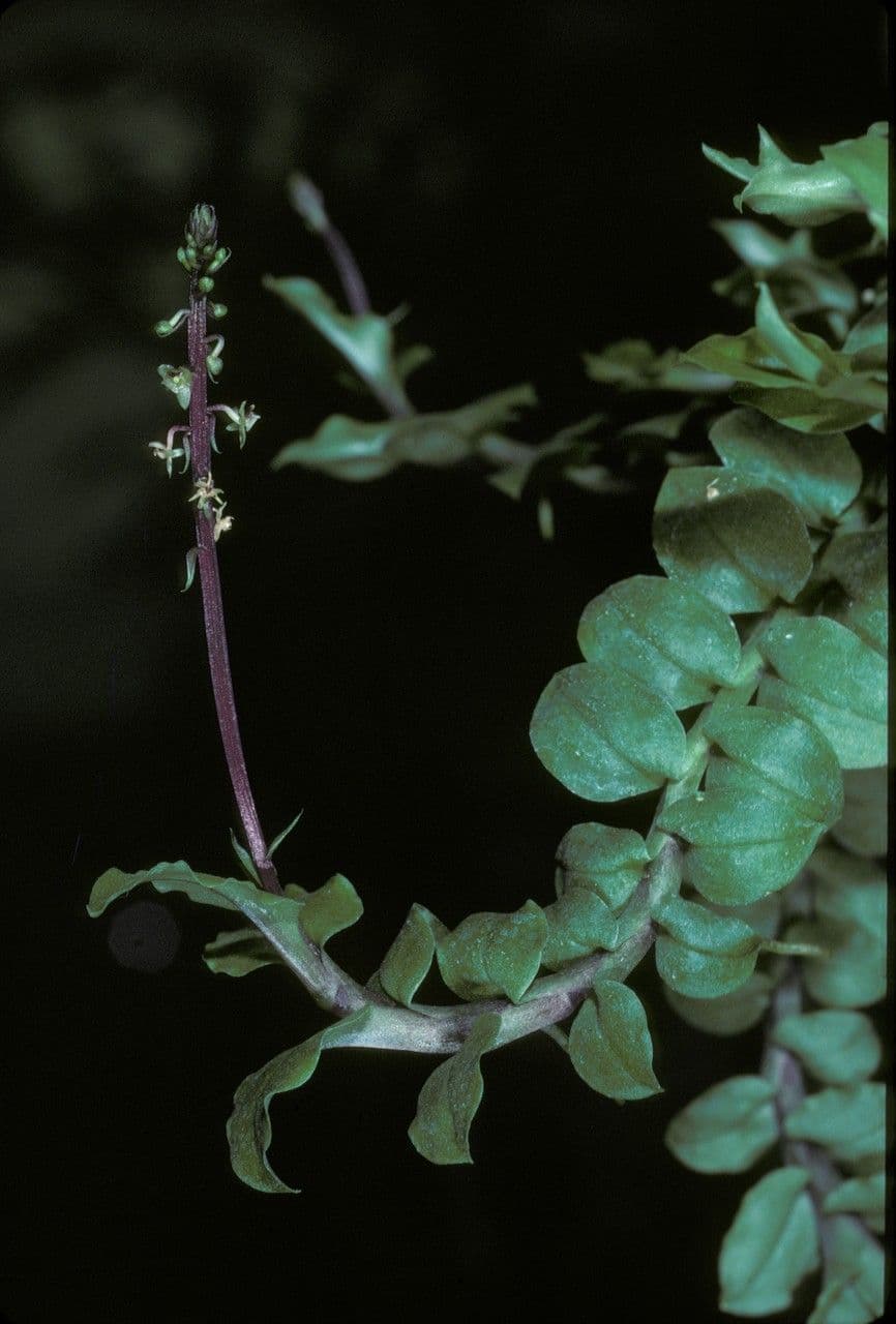 Crepidium