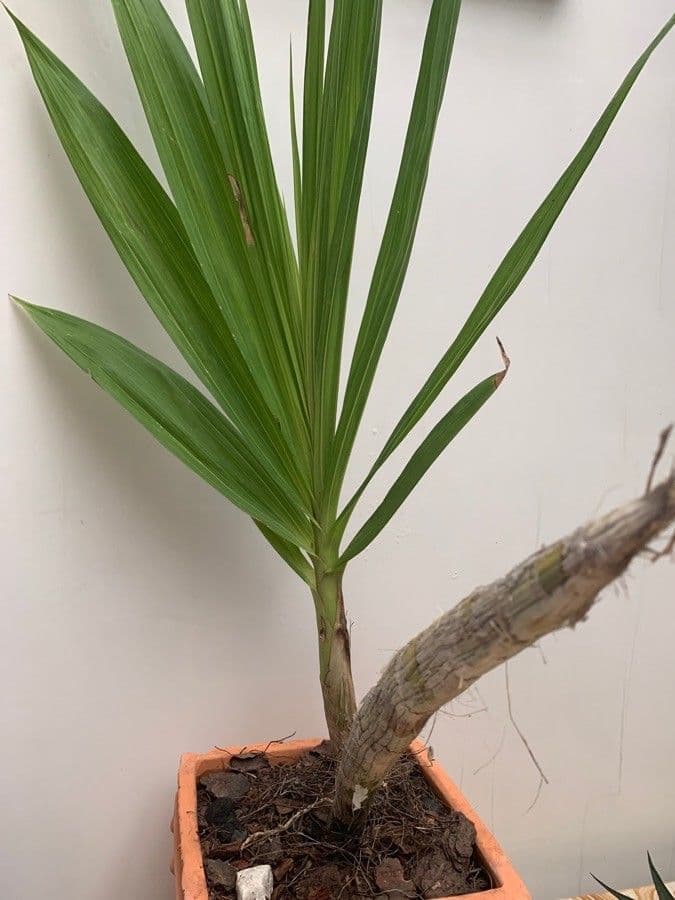 Orchidej 4