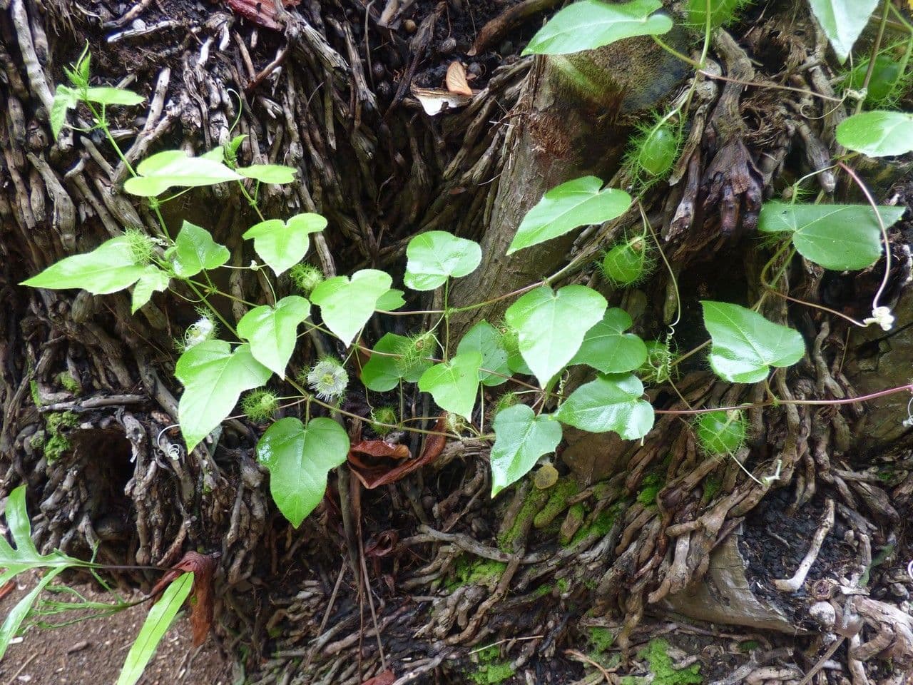 Passiflora fetida 29