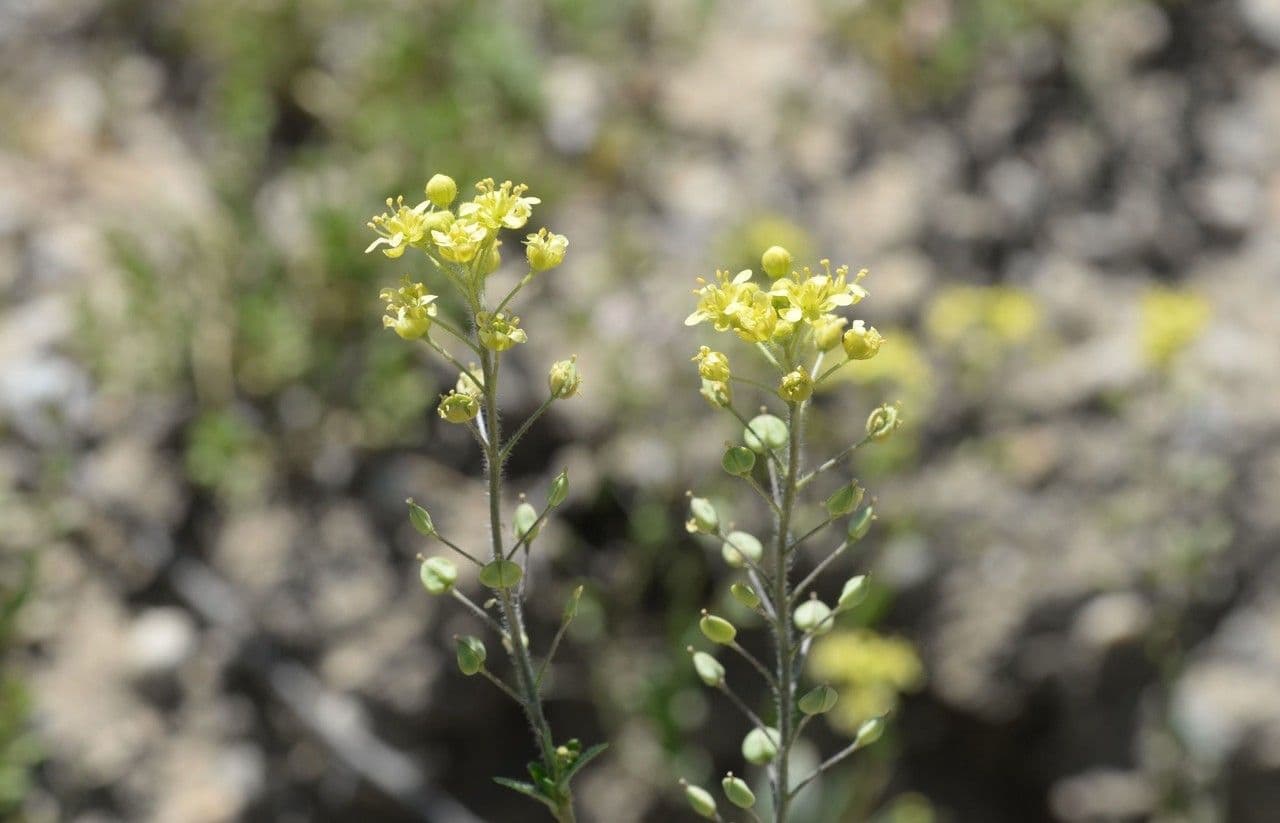 Lepidium 4