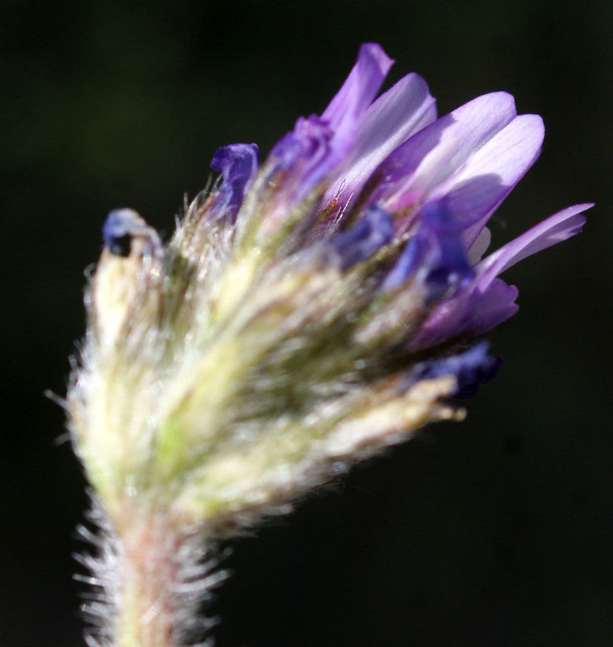 Stacheliger Tragant 8