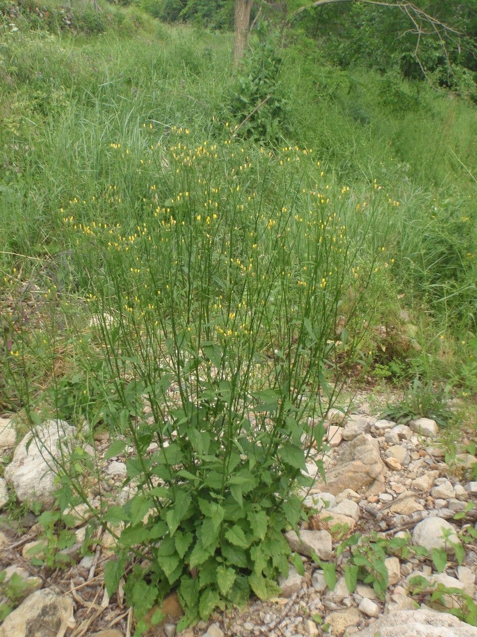 Schöne Gänsedistel 15