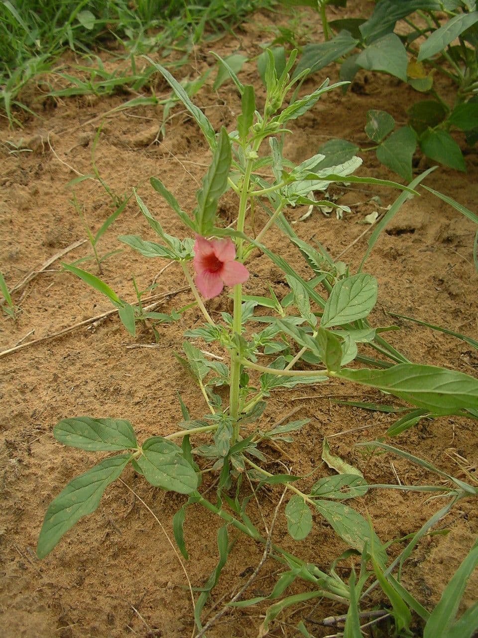 Sesamo alato 9