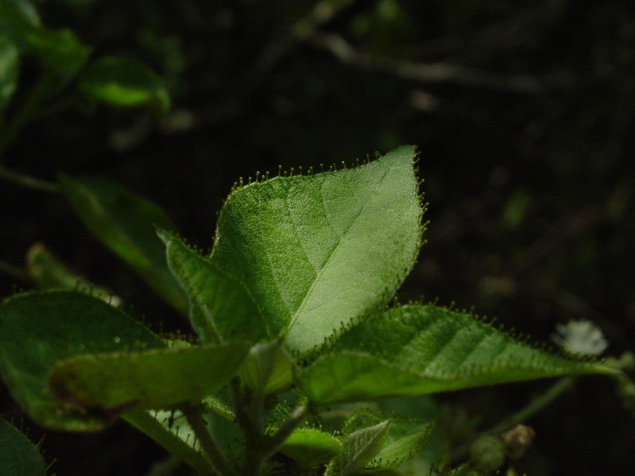 Wimperndrüsen-Croton 15