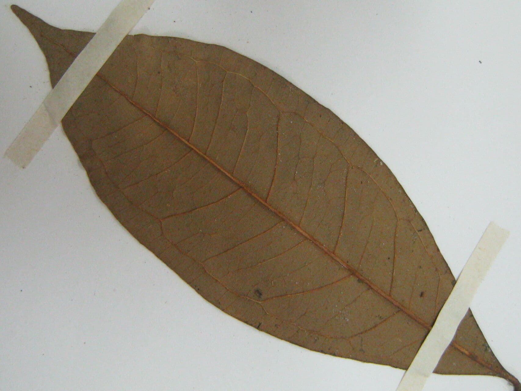 Eugenia