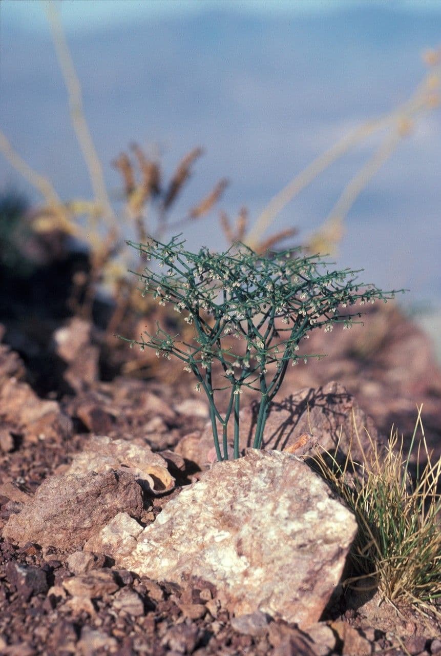 Polygonum