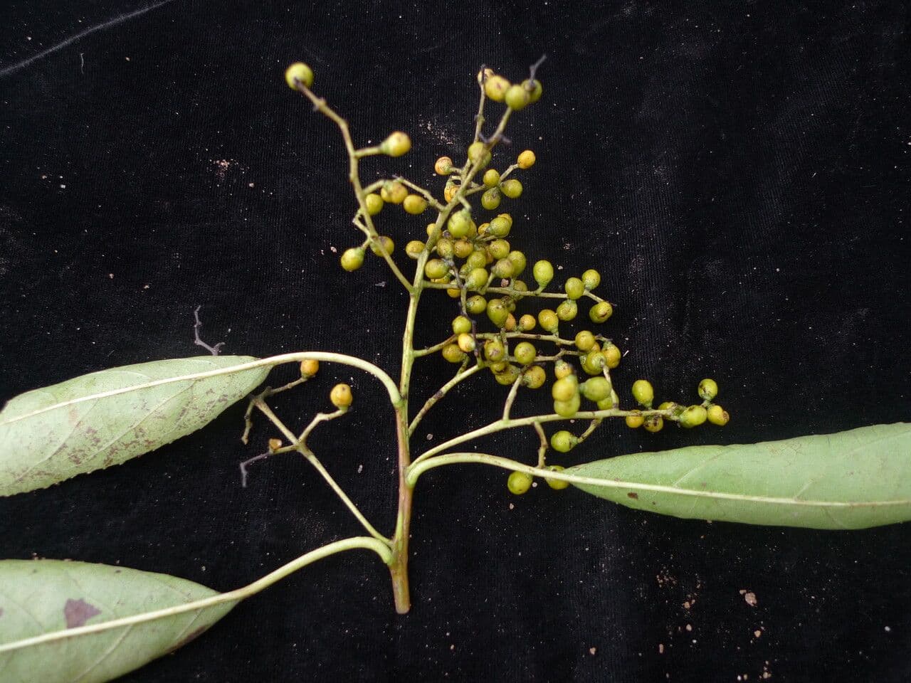 Ehretia acuminata 9