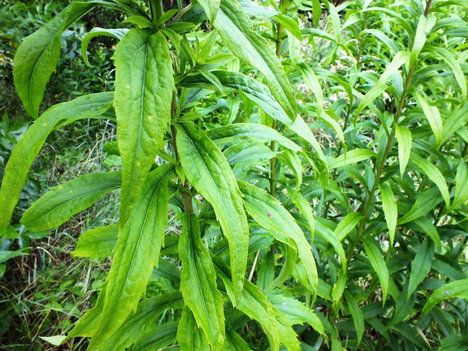 Verga d'oro alta 16