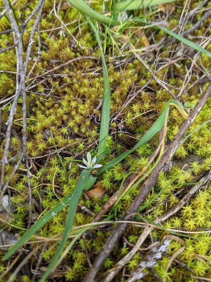 Aglio Nano 15