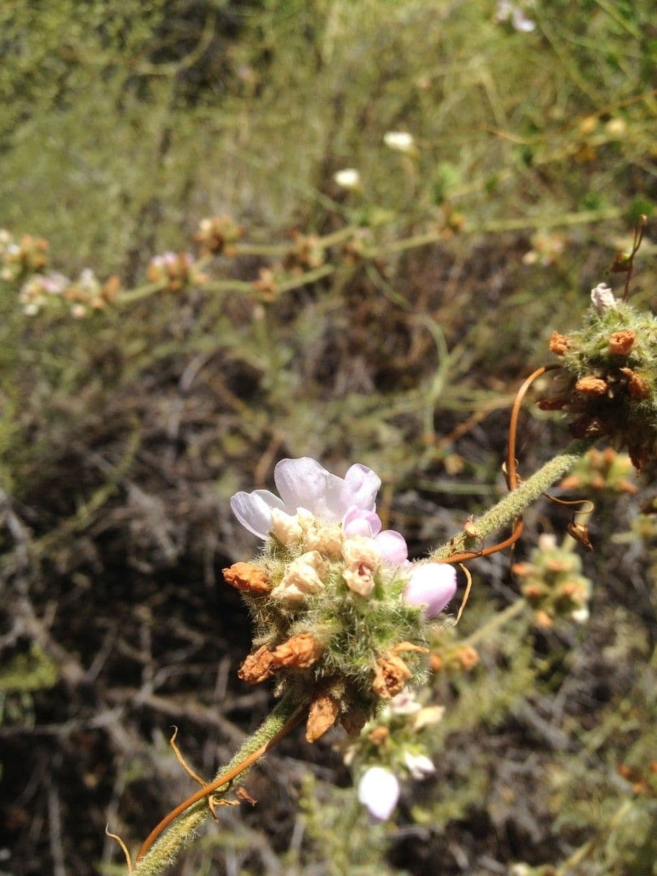 Malacothamnus densiflorus 2