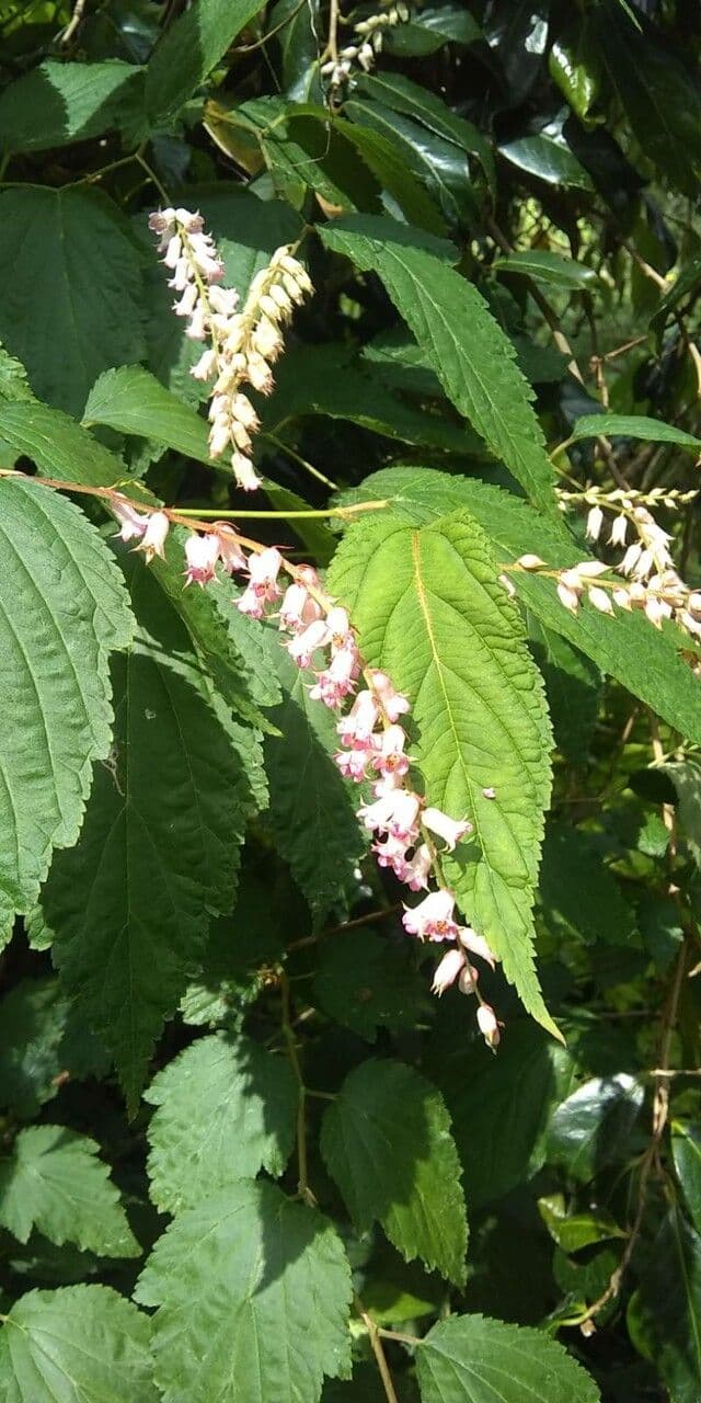 Clethra 16
