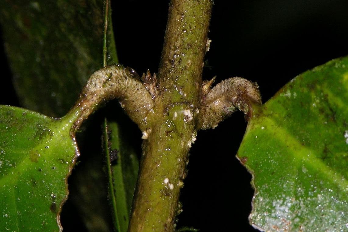 Schlegelia 13