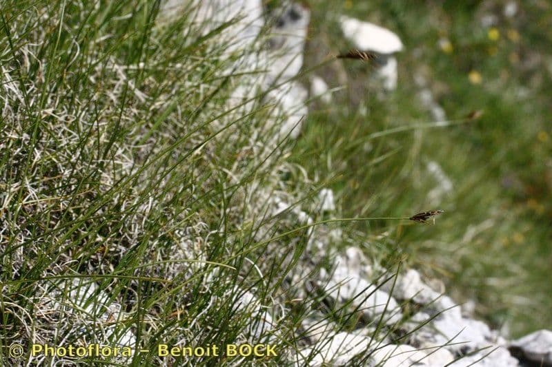 Carex mucronata 16