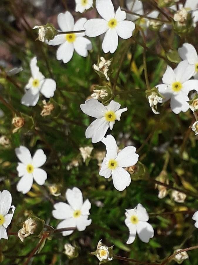 Androsace lattea 15