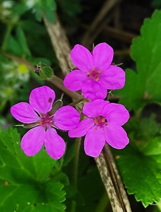 Erodium aethiopicum 5