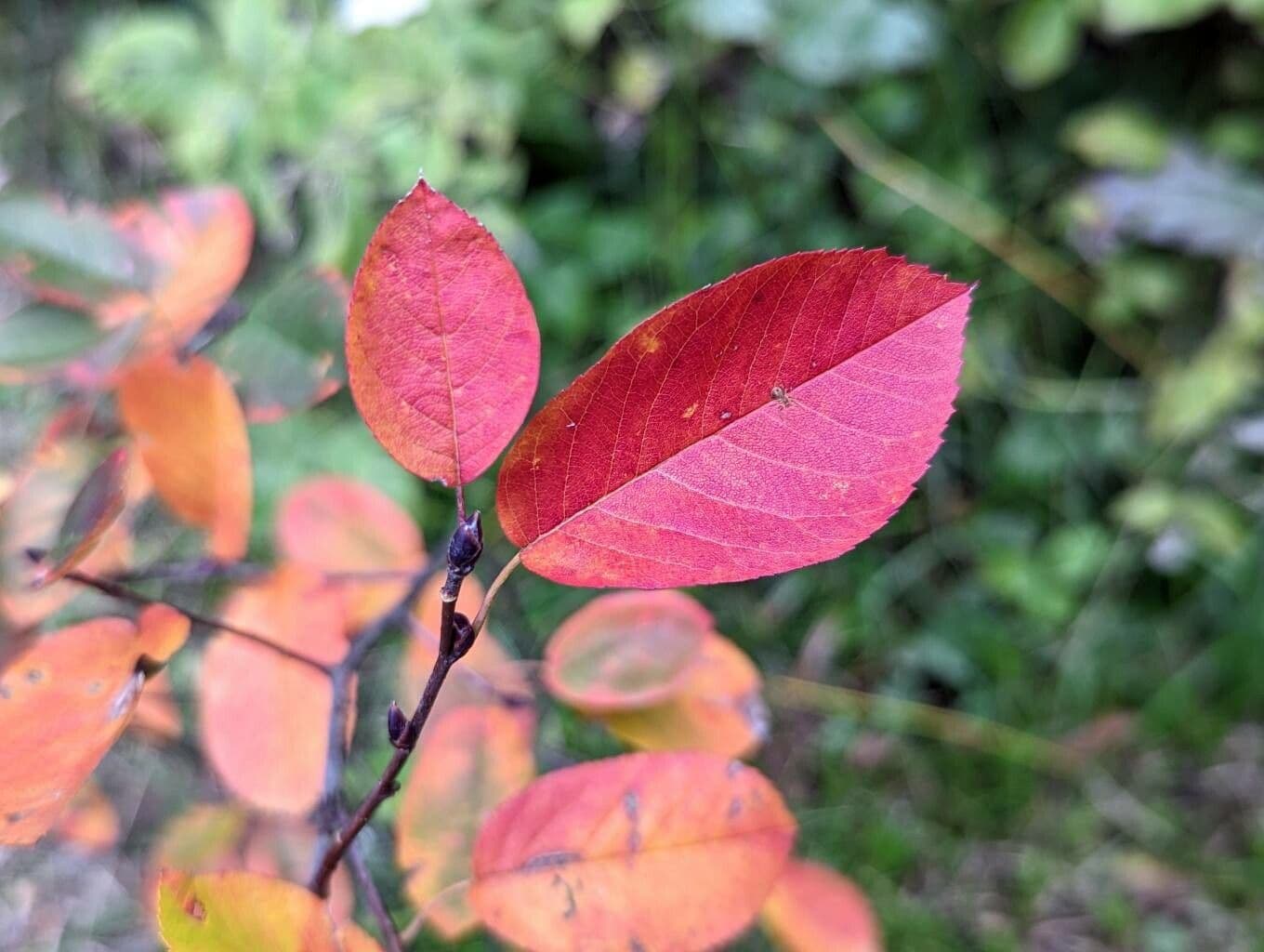 Amelanchier 16