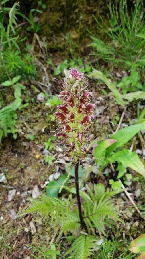Pedicularis bracteosa 6