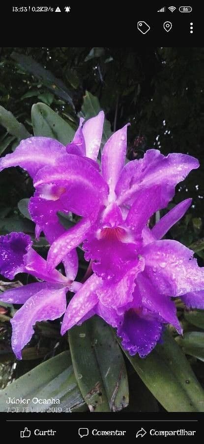 Sobralia 3