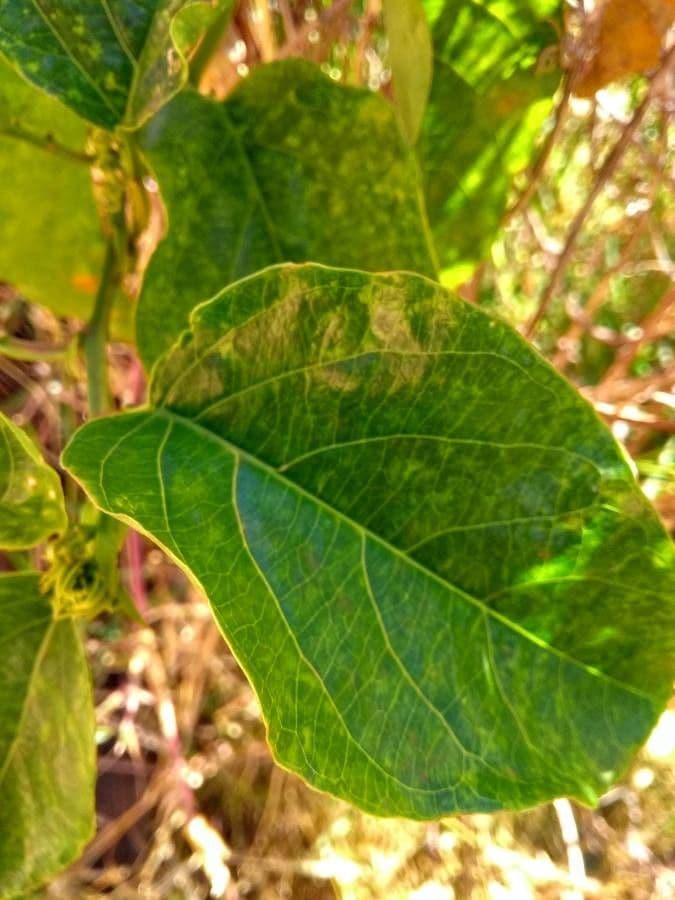 Passiflora 15