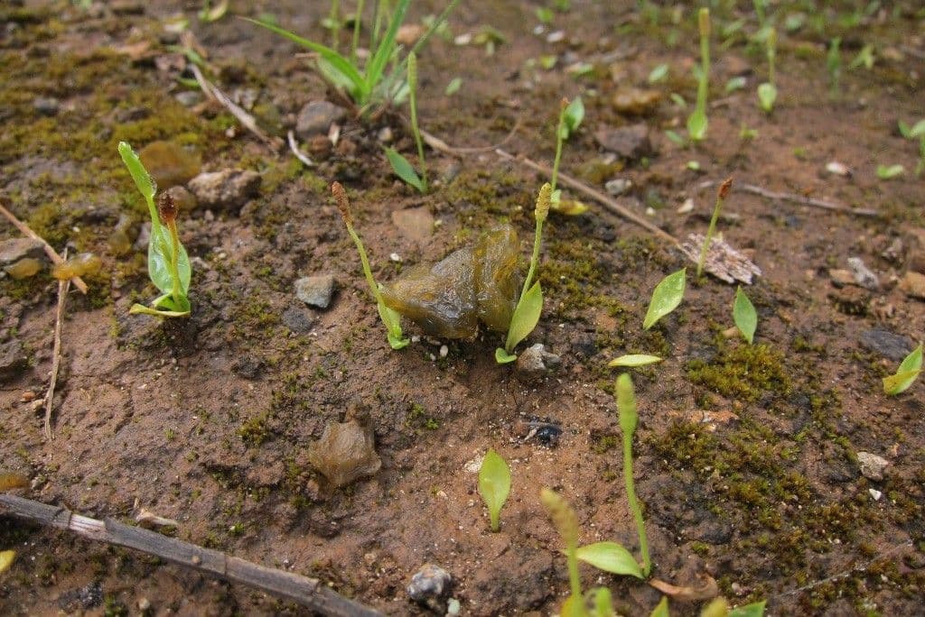 Ophioglossum 4