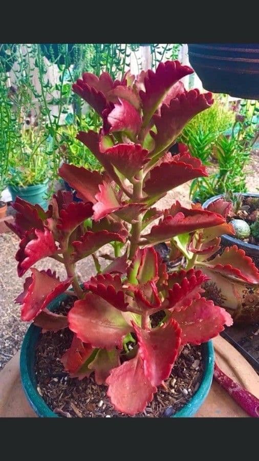Kalanchoe esagonale 5