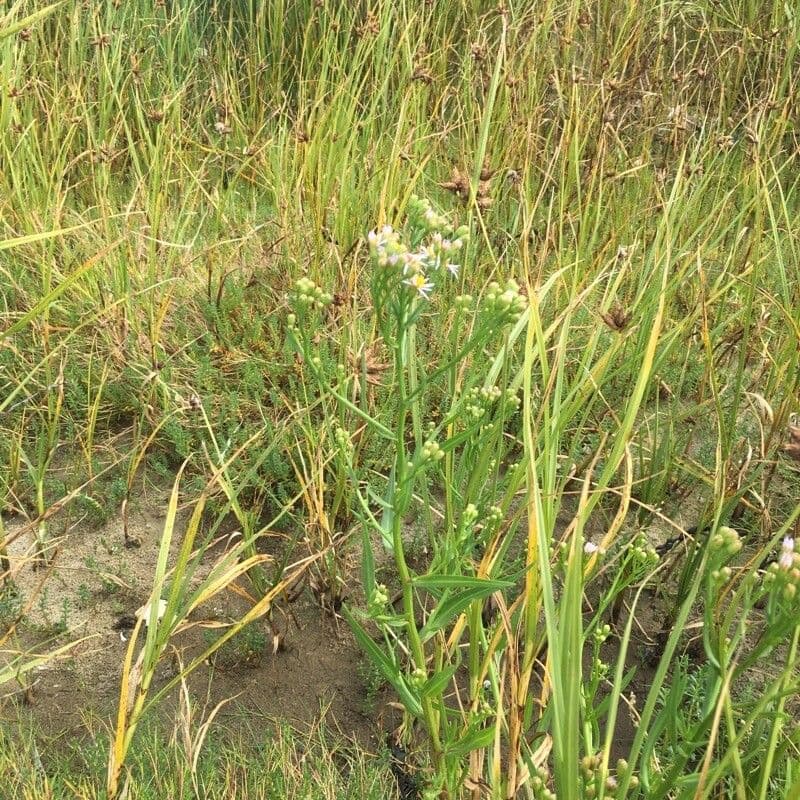 Aster solny 33