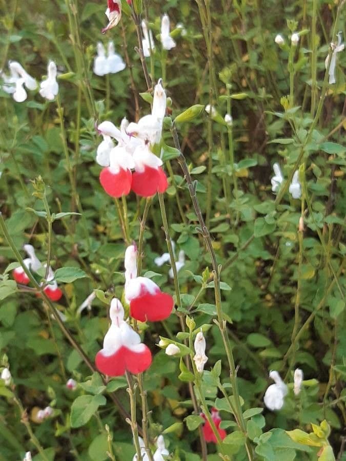 Salvia a foglie piccole 29