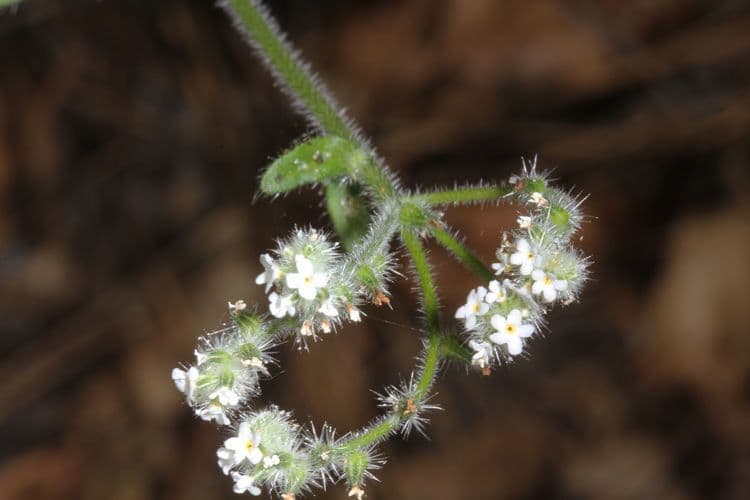 Cryptantha 3