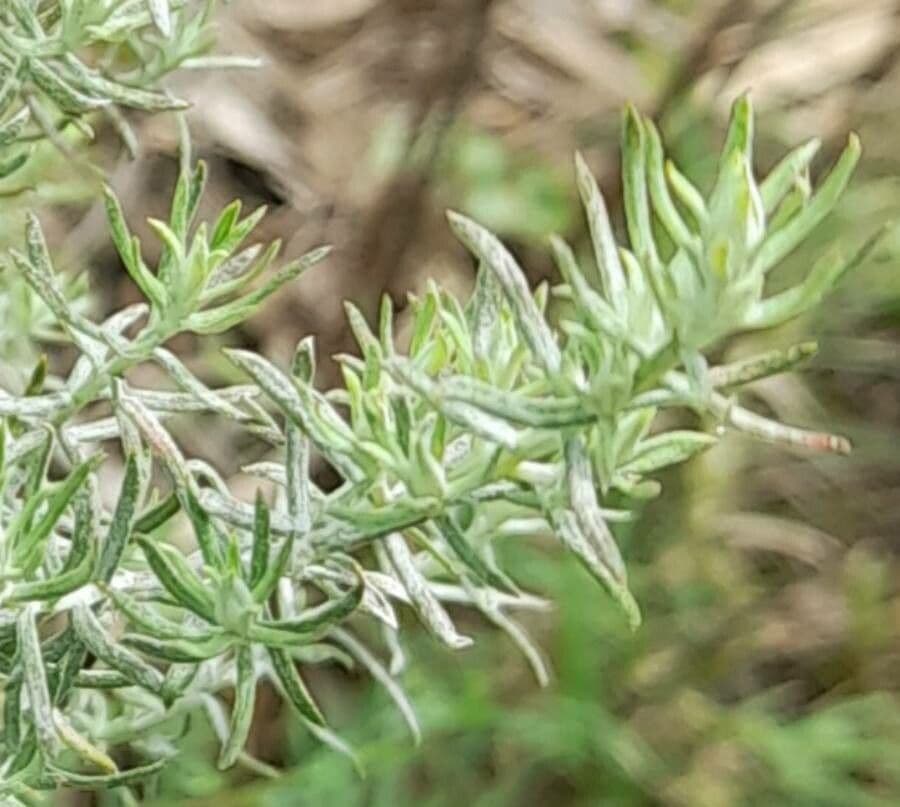 Baccharis 4