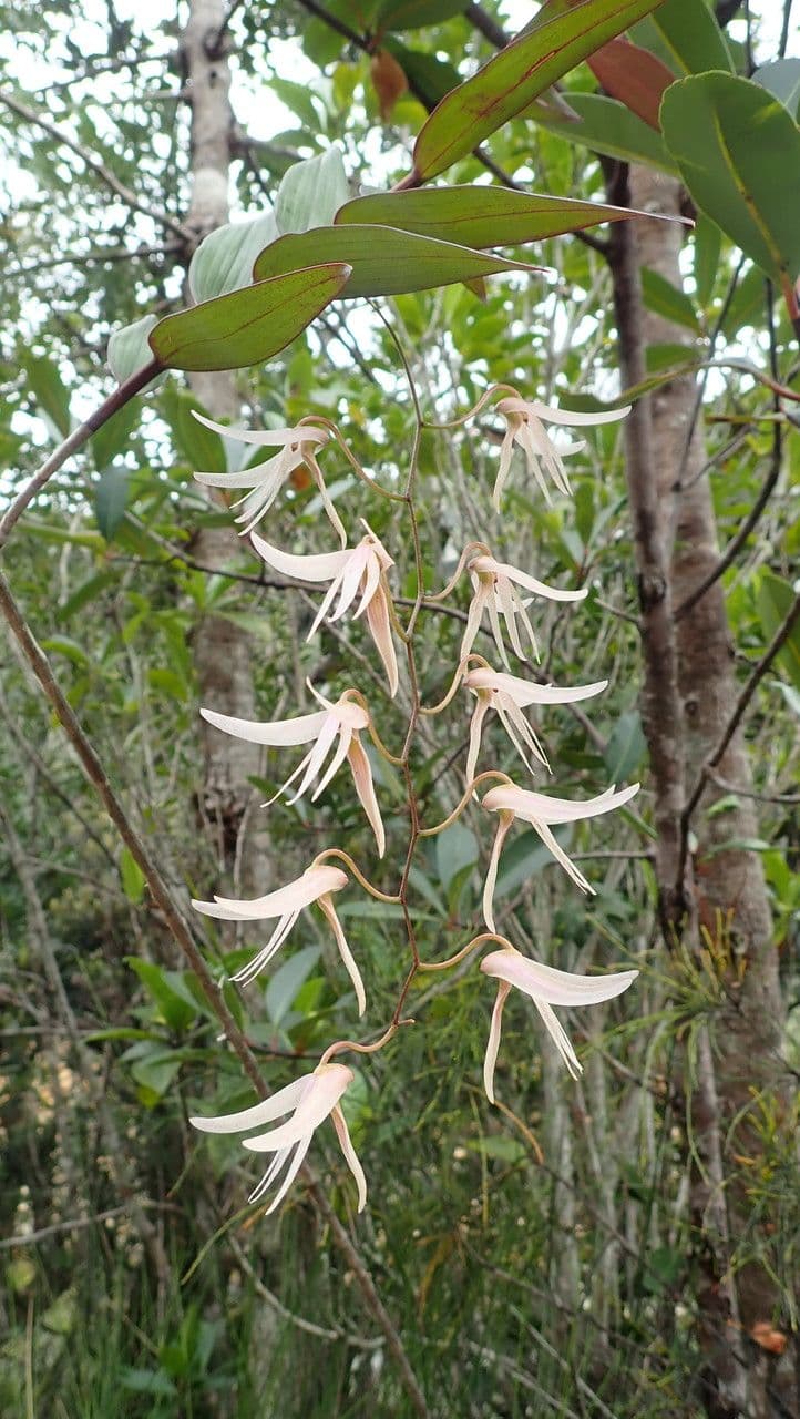 Dendrobium 5
