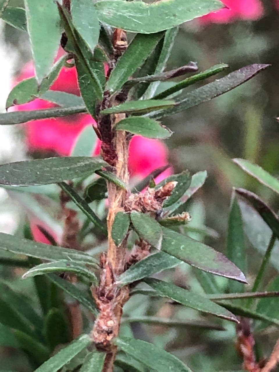 Manuka 15