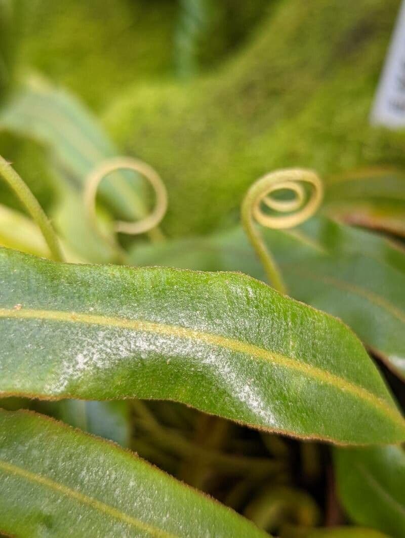 Elaphoglossum 8