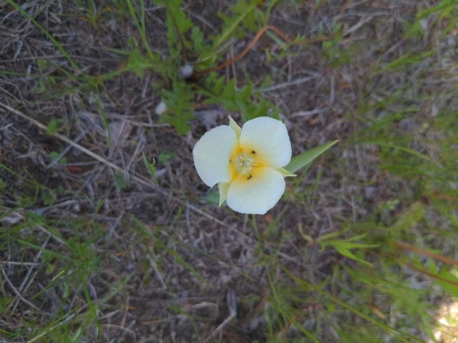Calochortus 5