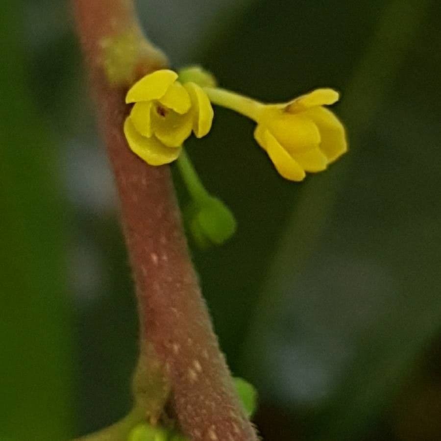 Phyllanthus 8