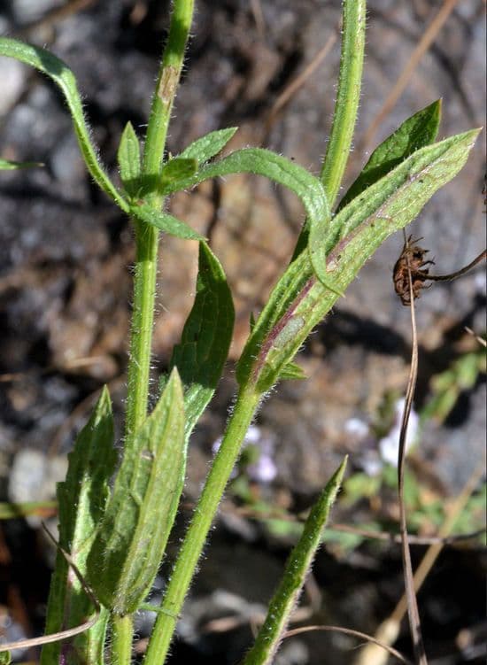 Verbena californiana 6