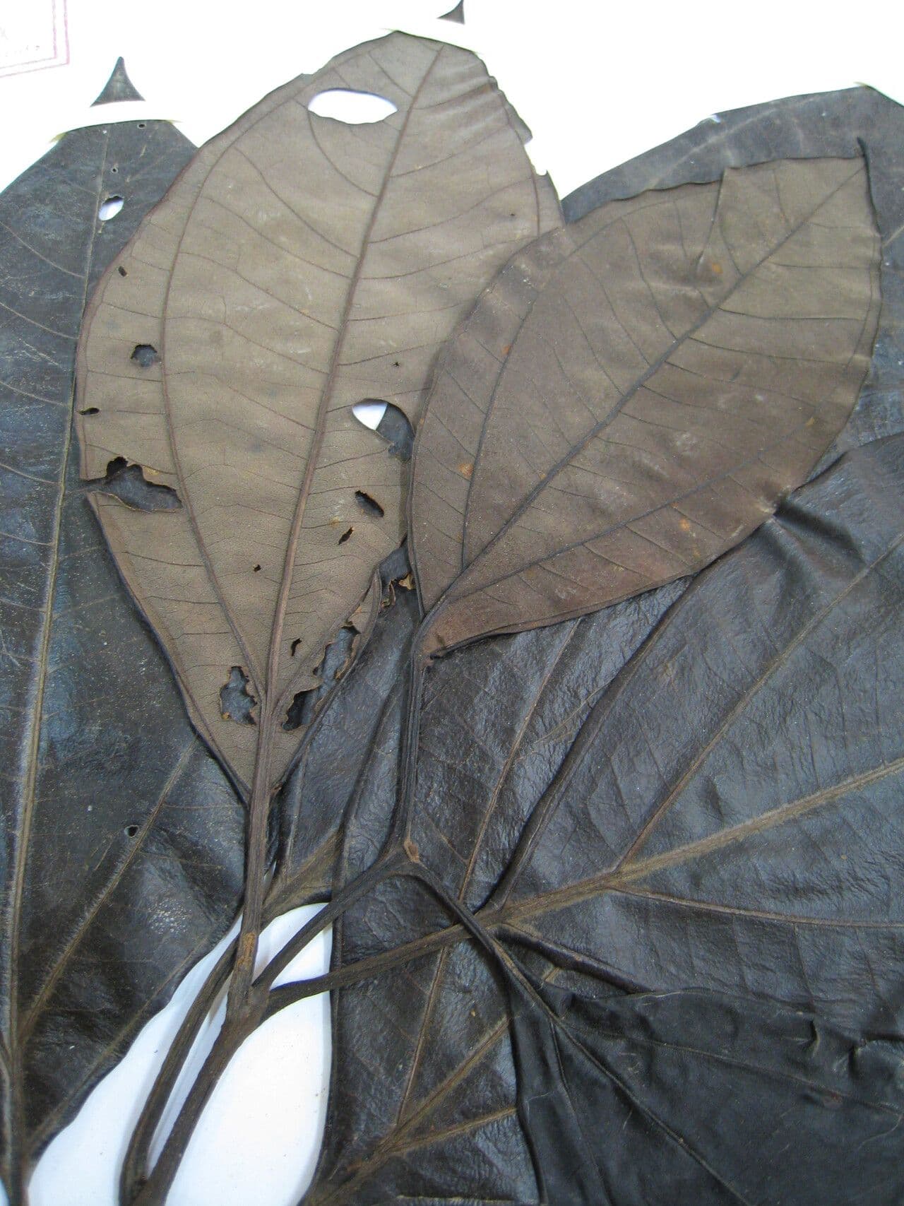 Bellucia grossularioide 27