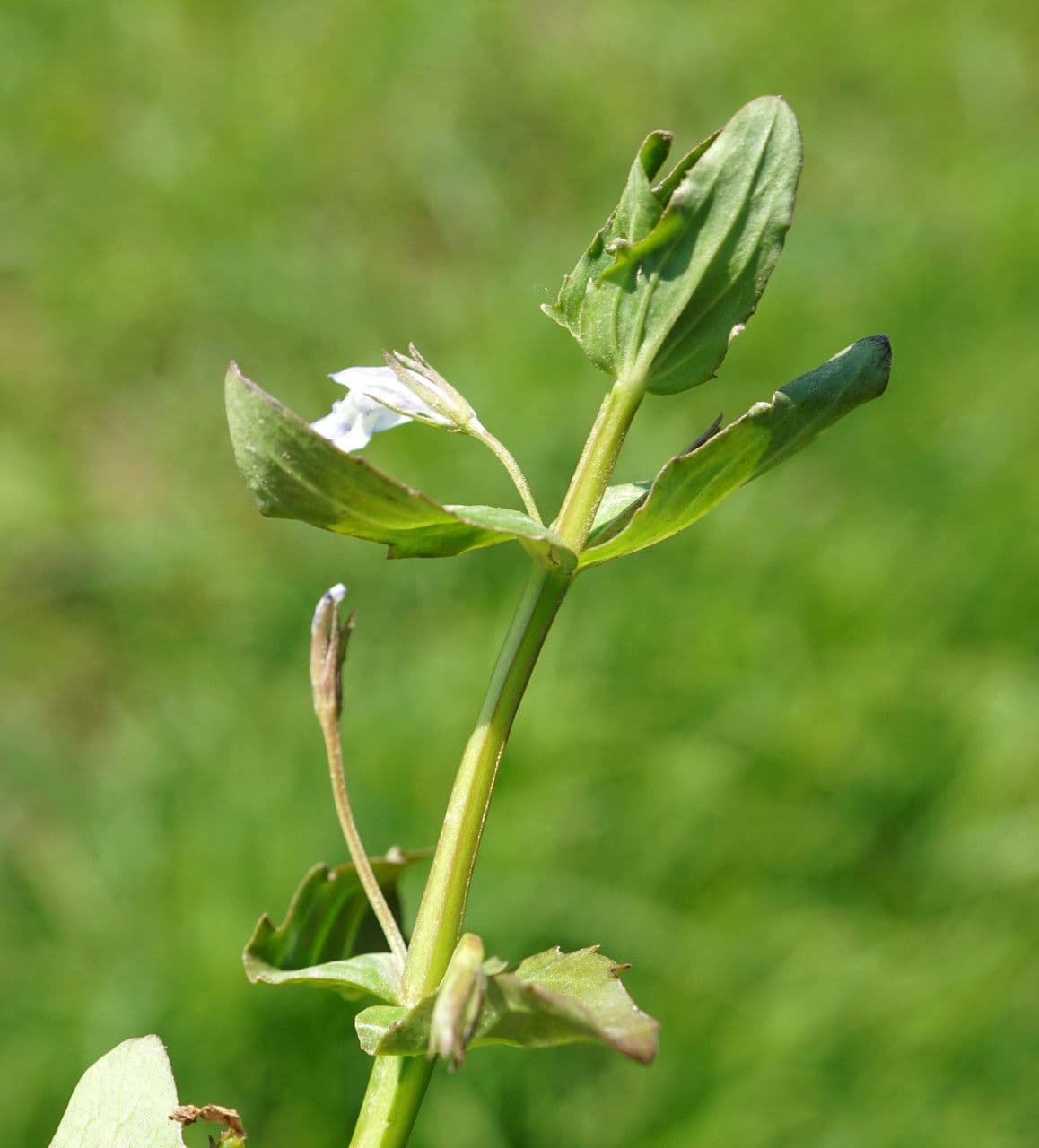 Lindernia 3