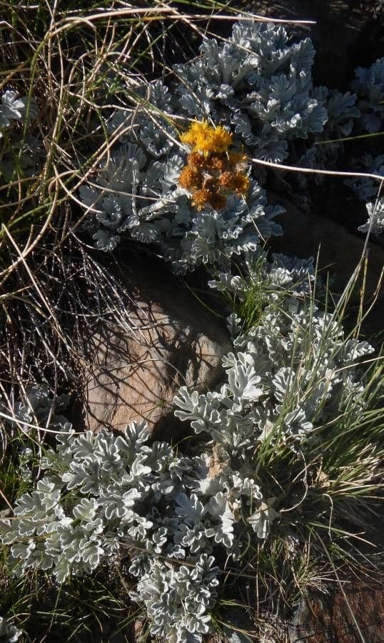 Senecio leucofillo 14