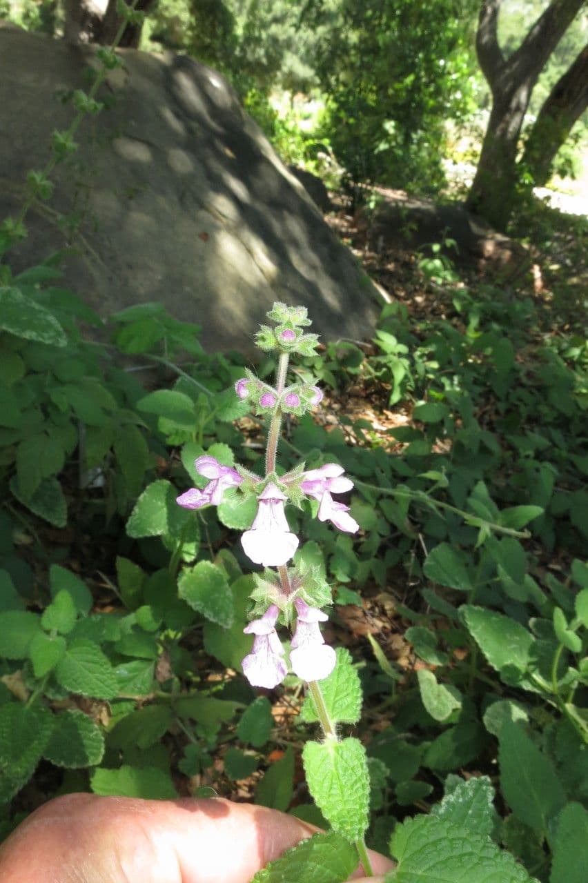 Stachys bullata 20