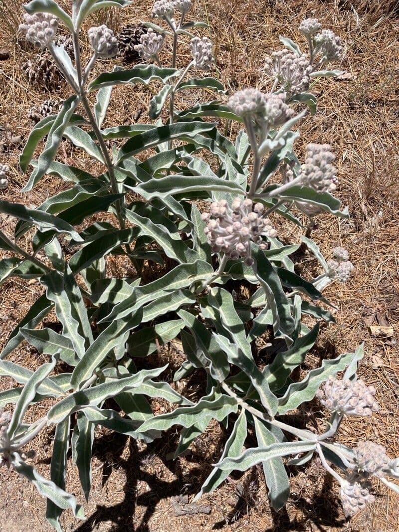 Asclepias 12