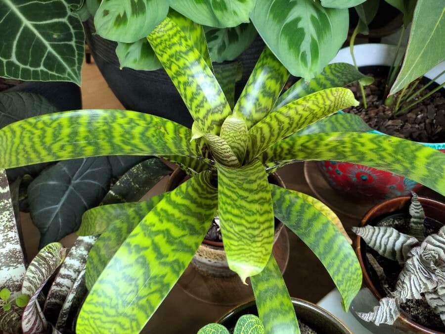 Vriesea 5