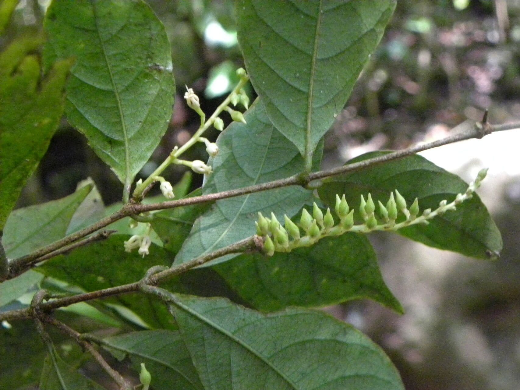 Rinorea 9