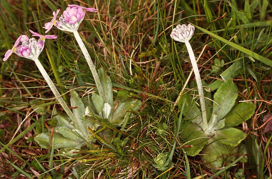 Primula di Laurent 12